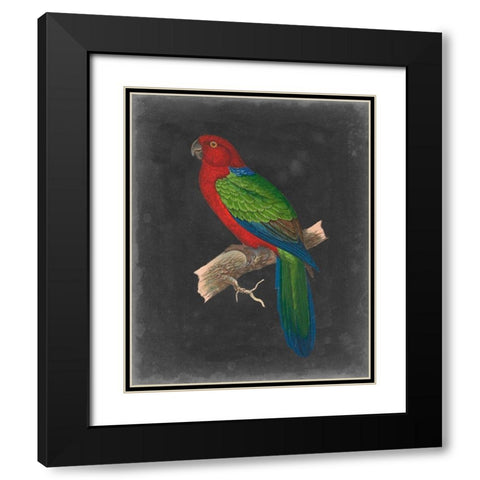 Dramatic Parrots IV Black Modern Wood Framed Art Print with Double Matting by Vision Studio