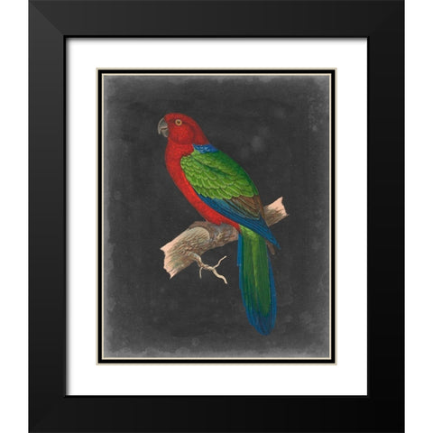 Dramatic Parrots IV Black Modern Wood Framed Art Print with Double Matting by Vision Studio