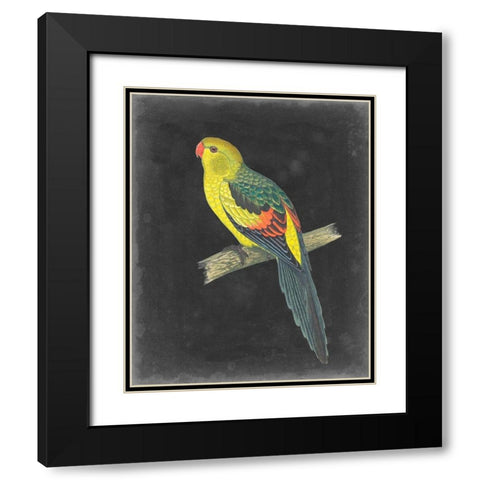 Dramatic Parrots VI Black Modern Wood Framed Art Print with Double Matting by Vision Studio