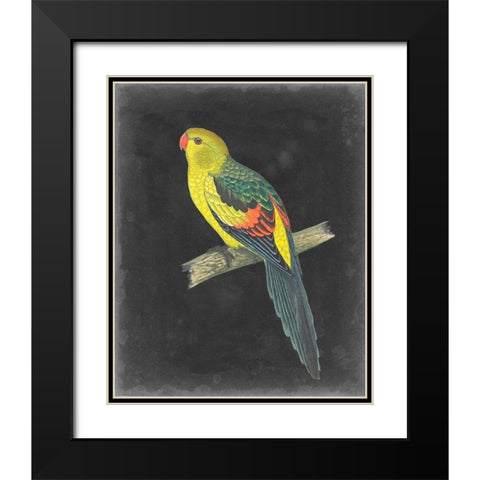 Dramatic Parrots VI Black Modern Wood Framed Art Print with Double Matting by Vision Studio