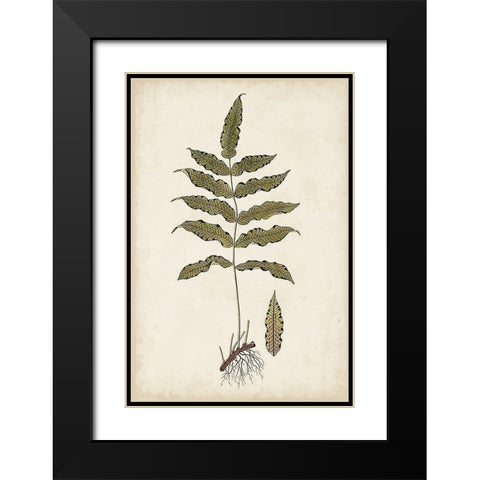 Fern Botanical III Black Modern Wood Framed Art Print with Double Matting by Vision Studio