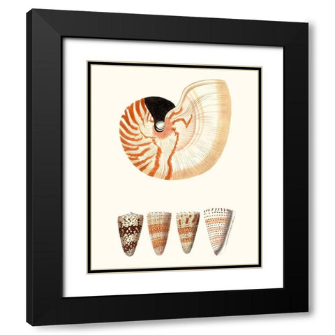 Shell Collection I Black Modern Wood Framed Art Print with Double Matting by Vision Studio