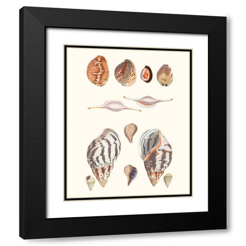 Shell Collection II Black Modern Wood Framed Art Print with Double Matting by Vision Studio