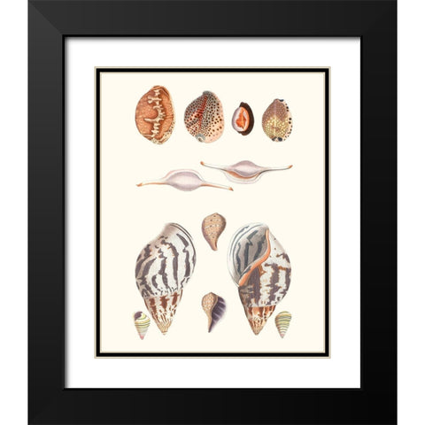 Shell Collection II Black Modern Wood Framed Art Print with Double Matting by Vision Studio