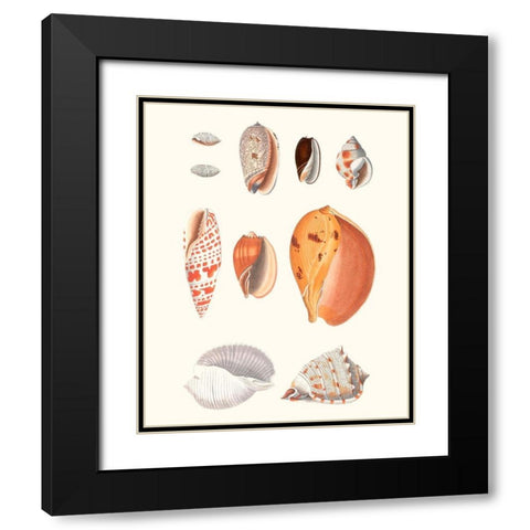 Shell Collection III Black Modern Wood Framed Art Print with Double Matting by Vision Studio