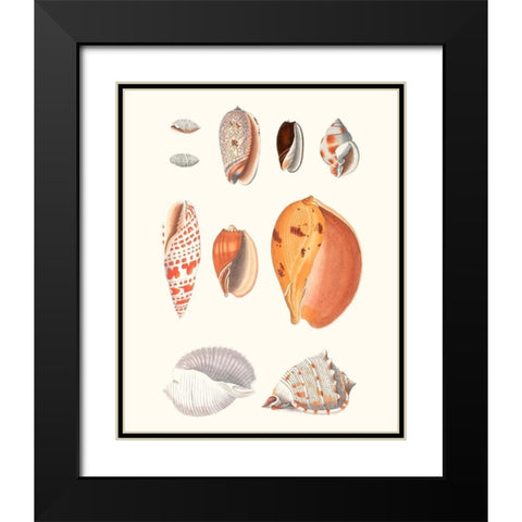 Shell Collection III Black Modern Wood Framed Art Print with Double Matting by Vision Studio
