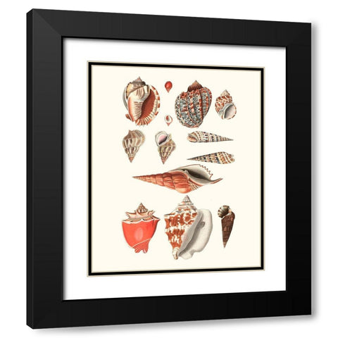 Shell Collection IV Black Modern Wood Framed Art Print with Double Matting by Vision Studio