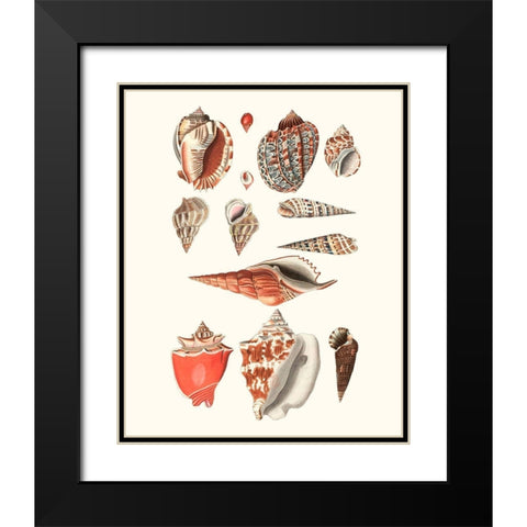 Shell Collection IV Black Modern Wood Framed Art Print with Double Matting by Vision Studio