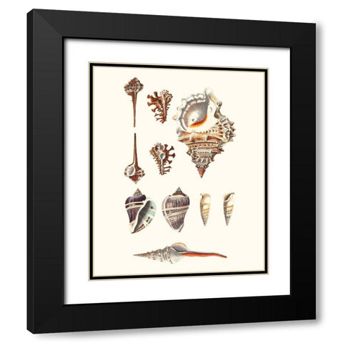 Shell Collection V Black Modern Wood Framed Art Print with Double Matting by Vision Studio