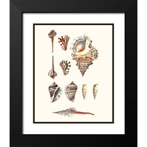 Shell Collection V Black Modern Wood Framed Art Print with Double Matting by Vision Studio