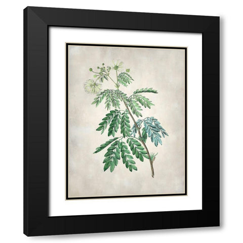 Acacia Tree II Black Modern Wood Framed Art Print with Double Matting by Vision Studio