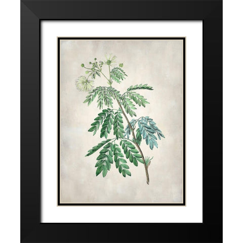 Acacia Tree II Black Modern Wood Framed Art Print with Double Matting by Vision Studio