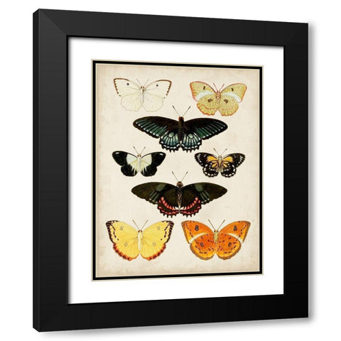 Butterflies Displayed III Black Modern Wood Framed Art Print with Double Matting by Vision Studio