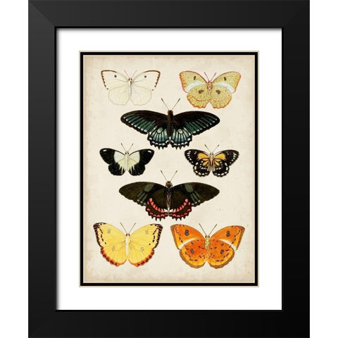 Butterflies Displayed III Black Modern Wood Framed Art Print with Double Matting by Vision Studio