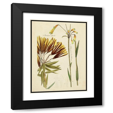 Antique Botanical Sketch II Black Modern Wood Framed Art Print with Double Matting by Vision Studio