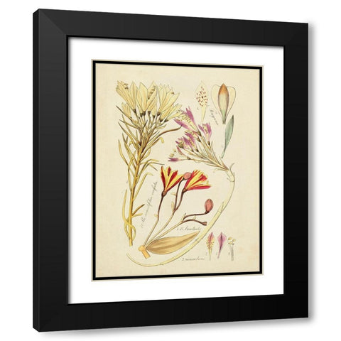 Antique Botanical Sketch V Black Modern Wood Framed Art Print with Double Matting by Vision Studio