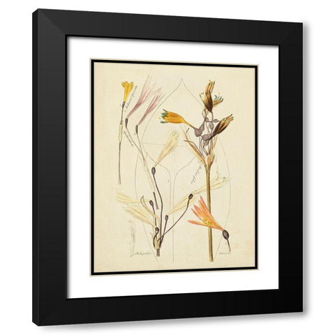 Antique Botanical Sketch VI Black Modern Wood Framed Art Print with Double Matting by Vision Studio