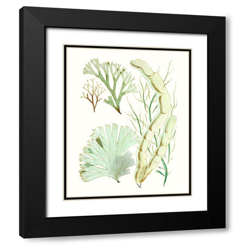 Antique Seaweed Composition I Black Modern Wood Framed Art Print with Double Matting by Vision Studio