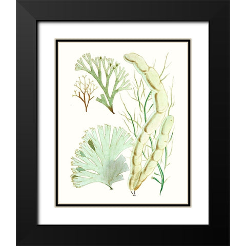Antique Seaweed Composition I Black Modern Wood Framed Art Print with Double Matting by Vision Studio