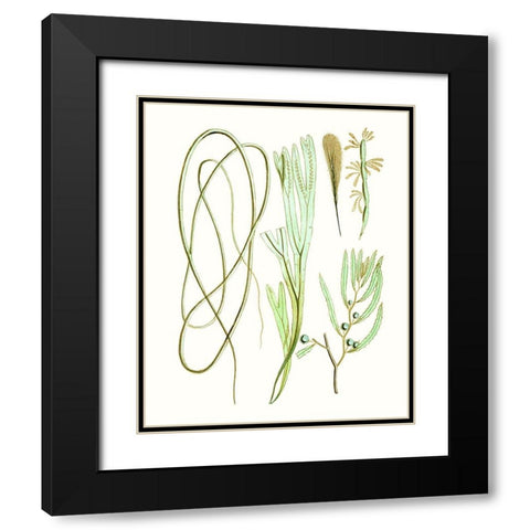 Antique Seaweed Composition III Black Modern Wood Framed Art Print with Double Matting by Vision Studio