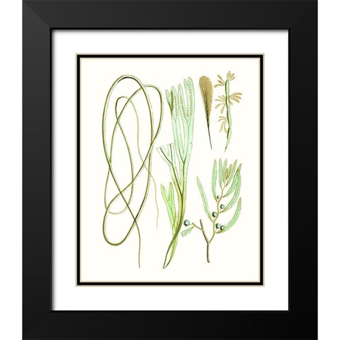 Antique Seaweed Composition III Black Modern Wood Framed Art Print with Double Matting by Vision Studio