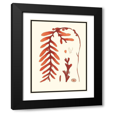 Coral Seaweed II Black Modern Wood Framed Art Print with Double Matting by Vision Studio