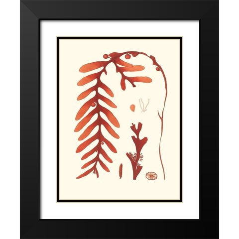 Coral Seaweed II Black Modern Wood Framed Art Print with Double Matting by Vision Studio