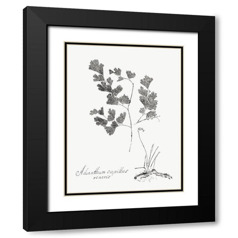 Botanical Imprint I Black Modern Wood Framed Art Print with Double Matting by Vision Studio