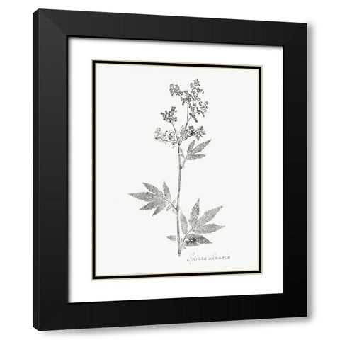 Botanical Imprint II Black Modern Wood Framed Art Print with Double Matting by Vision Studio