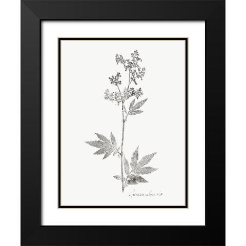 Botanical Imprint II Black Modern Wood Framed Art Print with Double Matting by Vision Studio