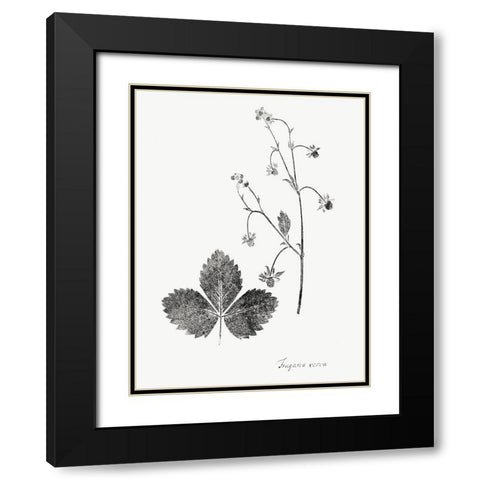 Botanical Imprint IV Black Modern Wood Framed Art Print with Double Matting by Vision Studio