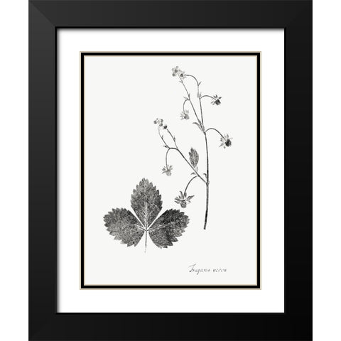 Botanical Imprint IV Black Modern Wood Framed Art Print with Double Matting by Vision Studio