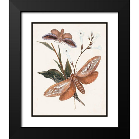 Butterflies and Moths II Black Modern Wood Framed Art Print with Double Matting by Unknown