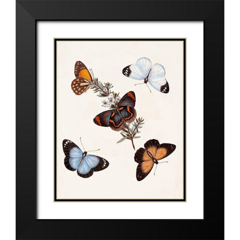 Butterflies and Moths IV Black Modern Wood Framed Art Print with Double Matting by Unknown
