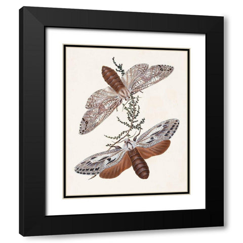 Butterflies and Moths V Black Modern Wood Framed Art Print with Double Matting by Unknown
