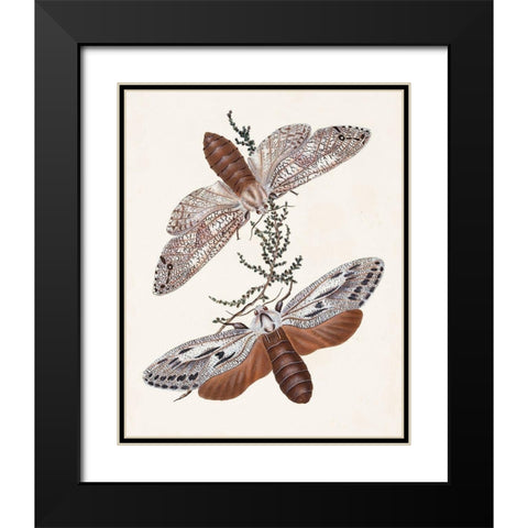 Butterflies and Moths V Black Modern Wood Framed Art Print with Double Matting by Unknown