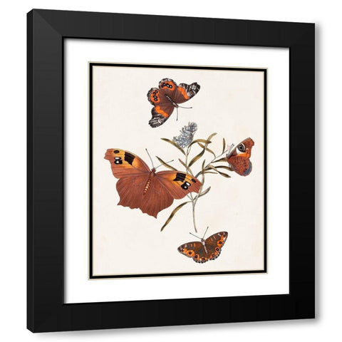 Butterflies and Moths VI Black Modern Wood Framed Art Print with Double Matting by Unknown