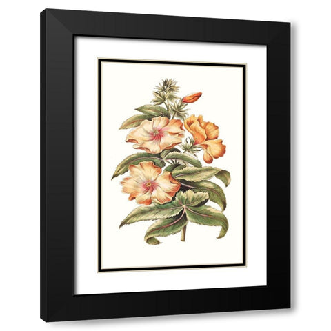 Flowering Hibiscus I Black Modern Wood Framed Art Print with Double Matting by Unknown