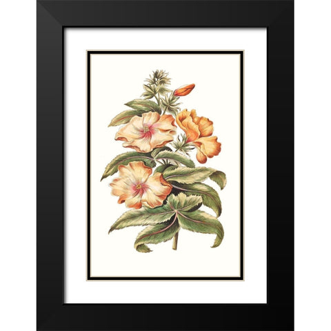 Flowering Hibiscus I Black Modern Wood Framed Art Print with Double Matting by Unknown