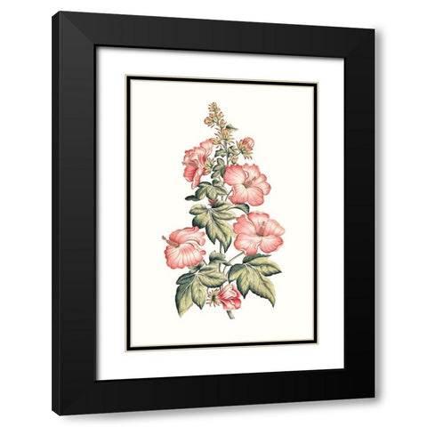 Flowering Hibiscus II Black Modern Wood Framed Art Print with Double Matting by Unknown