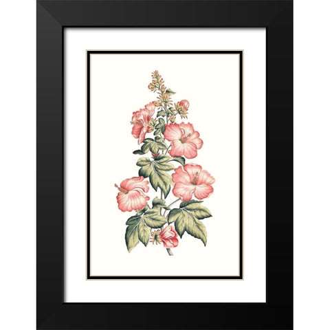 Flowering Hibiscus II Black Modern Wood Framed Art Print with Double Matting by Unknown