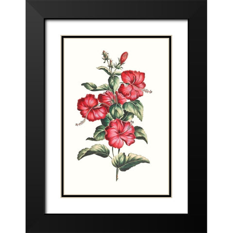 Flowering Hibiscus III Black Modern Wood Framed Art Print with Double Matting by Unknown
