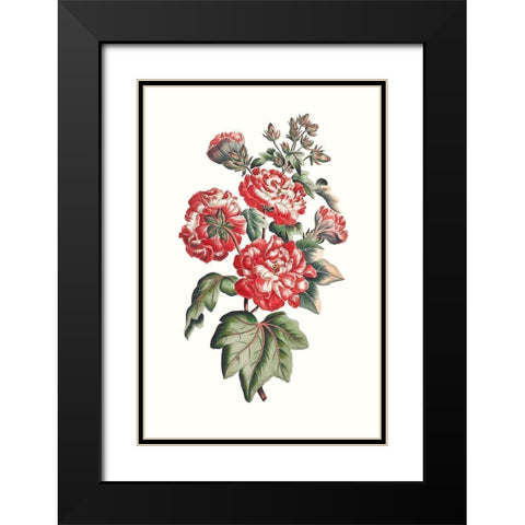Flowering Hibiscus IV Black Modern Wood Framed Art Print with Double Matting by Unknown
