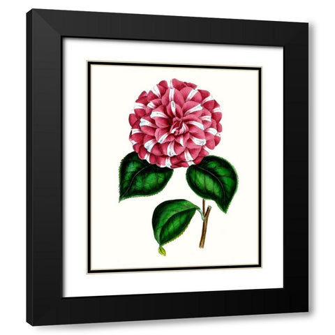 Grand Blooms I Black Modern Wood Framed Art Print with Double Matting by Unknown