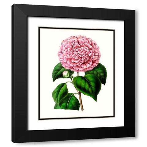 Grand Blooms II Black Modern Wood Framed Art Print with Double Matting by Unknown