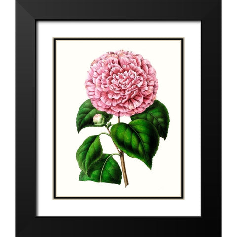 Grand Blooms II Black Modern Wood Framed Art Print with Double Matting by Unknown