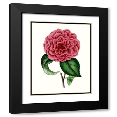 Grand Blooms III Black Modern Wood Framed Art Print with Double Matting by Unknown