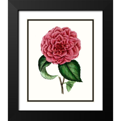 Grand Blooms III Black Modern Wood Framed Art Print with Double Matting by Unknown
