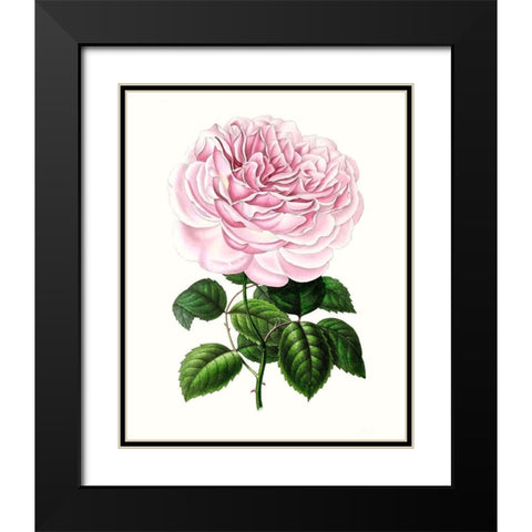 Grand Blooms IV Black Modern Wood Framed Art Print with Double Matting by Unknown
