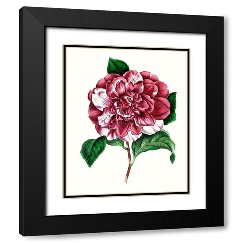 Grand Blooms V Black Modern Wood Framed Art Print with Double Matting by Unknown